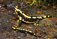 Feuersalamander; Foto: P. Thomas