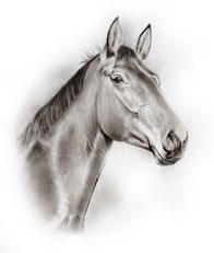 Pferd zeichnen lassen in Bleistift. Pferdeportrait nach Foto. Pferdezeichnung Pferdebild
