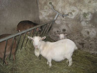 Chèvres