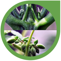  Blüten Geschlecht von Hanf - Cannabis