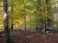 Herbst im Spessart (Bäume, Laub)