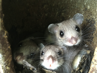 Bennys Nachwuchs (3 Jungtiere) im Vogelnistkasten