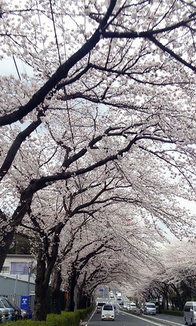 豆さん：東名横浜町田IC近く(4/2)
