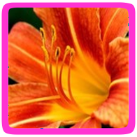 Zelf eetbare bloemen kweken