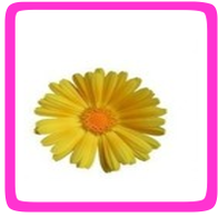 Overzicht eetbare bloemen