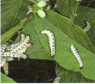 Vom Blattwerk der heimischen Sträucher leben viele Insektenarten. Hier fressen Gespinstmotten an Blättern von Pfaffenhütchen