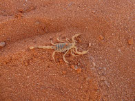 Skorpion