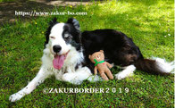 ＺＡＫＵＲＢＯＲＤＥＲ（サクールボーダー）ブログ、ボーダーコリーＭ＆Ｅ２０２４０９１２使用画像