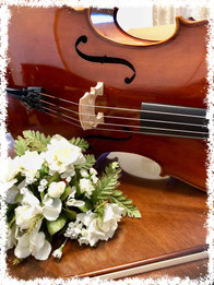 violino