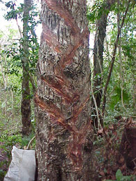 Cortes para extraer látex de un árbol de chicle (Manilkara zapota).