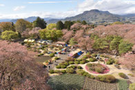 沼田公園の桜まつりイベント。沼田城からの眺望。