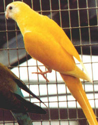 DEC (Dark Eye Clear)   Psephotus chrysopterygius dissimilis (Hoodedsittich) 