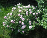 Pianta della Peonia