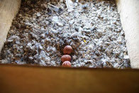 Im Nistkasten für die Turmfalken liegen drei Eier (Foto: Agnes Schulz)