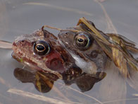 Grasfroschpaar. Foto: Holger Lueg