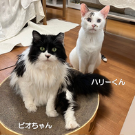 ソラくんのお留守番／ペットシッターわんにゃふる／府中市