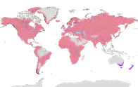 Karte zur Verbreitung der Finken (Fringillidae) 