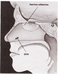 図1.　OVM（鋤鼻器