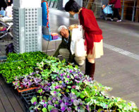 花苗配布ボランティア（花とみどりのマルシェ＝年に数回）