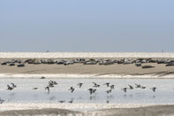 phoques baie de somme