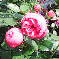 Pomponella