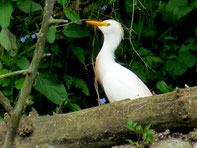 heron garde boeufs