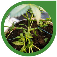 Cannabispflanzen Training - Techniken zur Ertragssteigerung, Wachstumskontrolle & Pflege