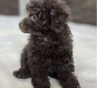 POODLE-UJ　トイプードル専門店