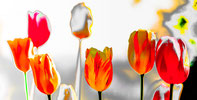 377 TulpenSolarRotGelb