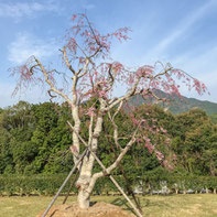 妙法山直轄　ふだらく霊園