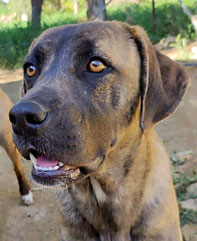 Foto von Smoky