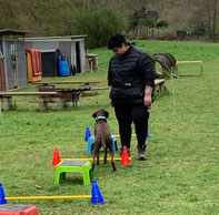 Martha steht auf einer Wiese vor einem braunen Hund, der zwischen bunten Hürden steht, im Hintergrund ein Schuppen und Bänke.