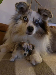 Sheltie