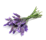 Ätherische Öle - Lavendel