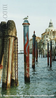 Venise,Italie,canaux,grand canal,embarquadere,pilotis,oiseaux,ponton,amarage