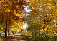Geniesse wohltuende Herbst-Angebote: Wärmende Anwendungen, entschleunigende Wellness-Rituale und erdende Erlebnisse für Regeneration, Tiefenentspannung und innere Balance.