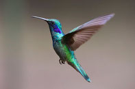 Ce colibri aux couleurs vives vole. Il est un être sans peur et affronte la vie