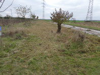 Die Wiese, die die Ortsgruppe halbseitig gemäht hat