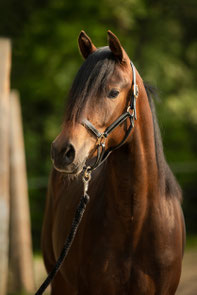 Deutsches Reitpony; Ponystute; Oranjehof`s Happy Rahel; Happyness; Orchard Boginov; Dance Star AT