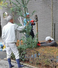 ミモザアカシア植込み中