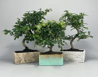 Bonsai Deko Kollektion