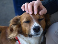 Ein Hundekopf der von einer Hand gestreichelt wird.