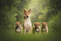 #Shikoku 四国犬