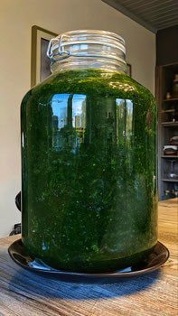 dans un cuisine, un bocal à joint hermétique est posé dans une assiette couleur marron. A l'intérieur du bocal, de l'ail des ours en lactofermentation.