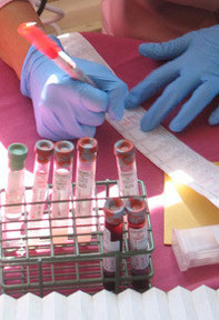 最初の血液標本はモントレーベイ水族館のラッコ展示水槽にいるラッコたちから採取される。Photo courtesy USGS.