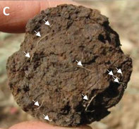 Soil Cere Break Method for Root Counting