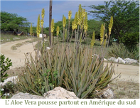 Plante aloe vera qui pousse partout dans certains pays