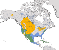 Karte zur Verbreitung der Schwarzkopfruderente (Oxyura jamaicensis)