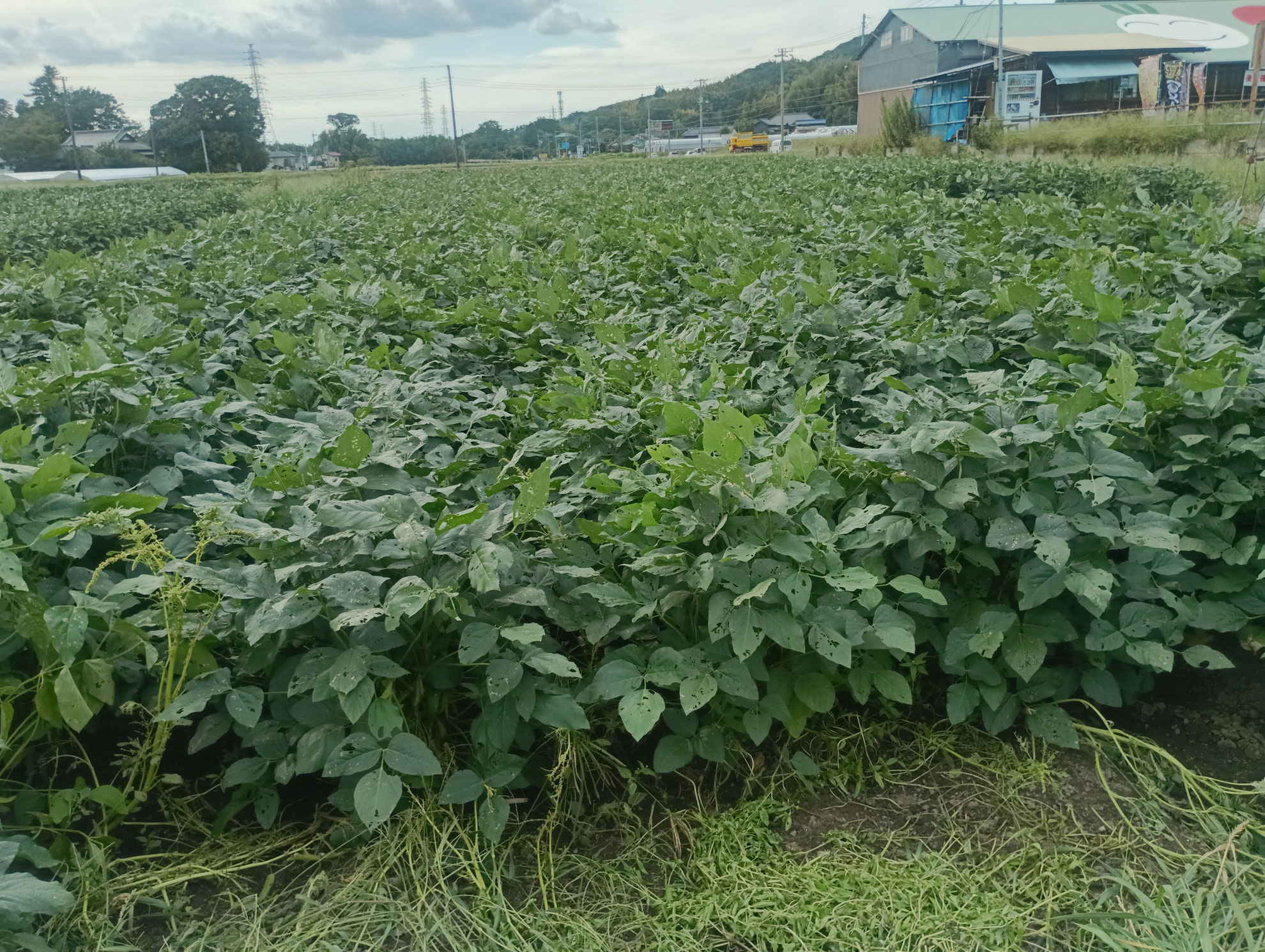 千葉県君津市にある農地です。