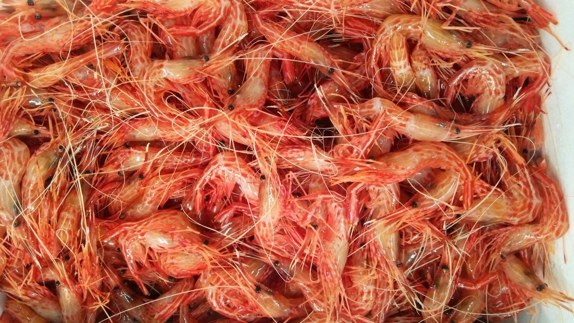 取扱品目一覧 東京豊洲市場の海老仲卸 佃林